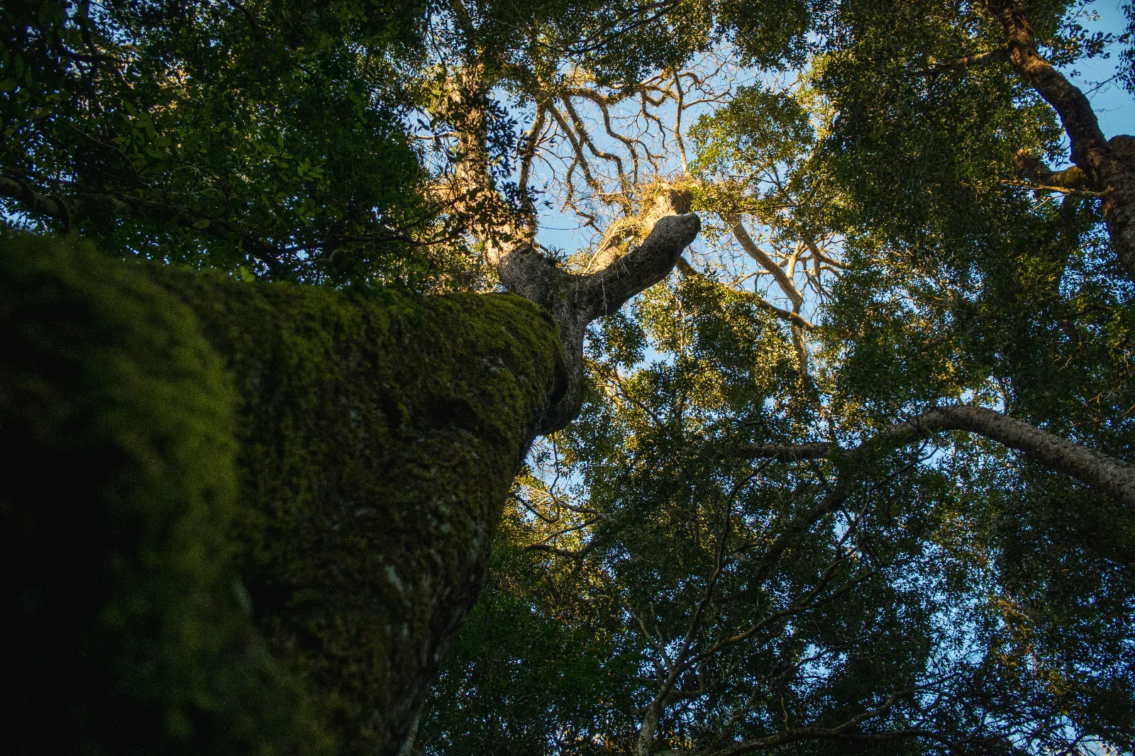 Iguaçu é o único parque brasileiro em ranking da Unesco