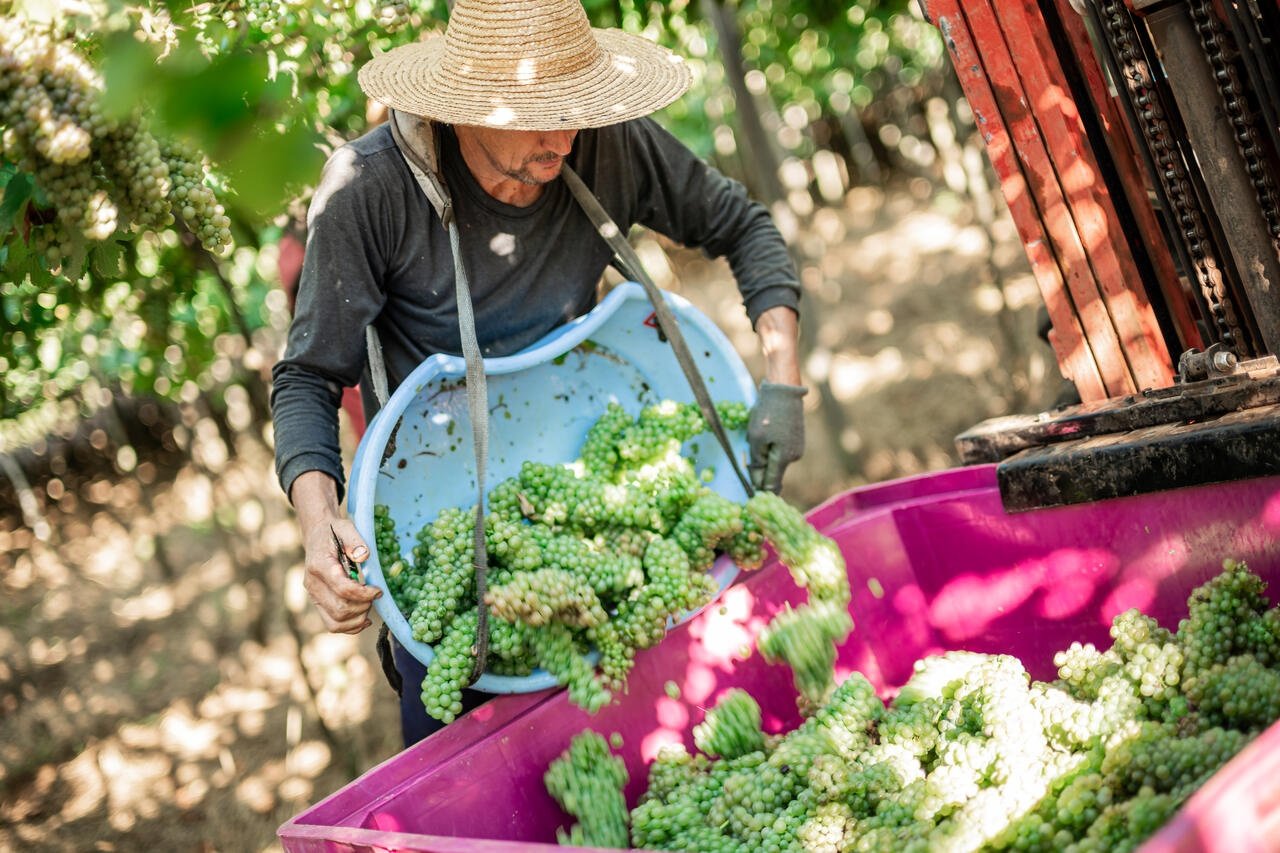 Garibaldi celebra safra de uva com alta qualidade e crescimento