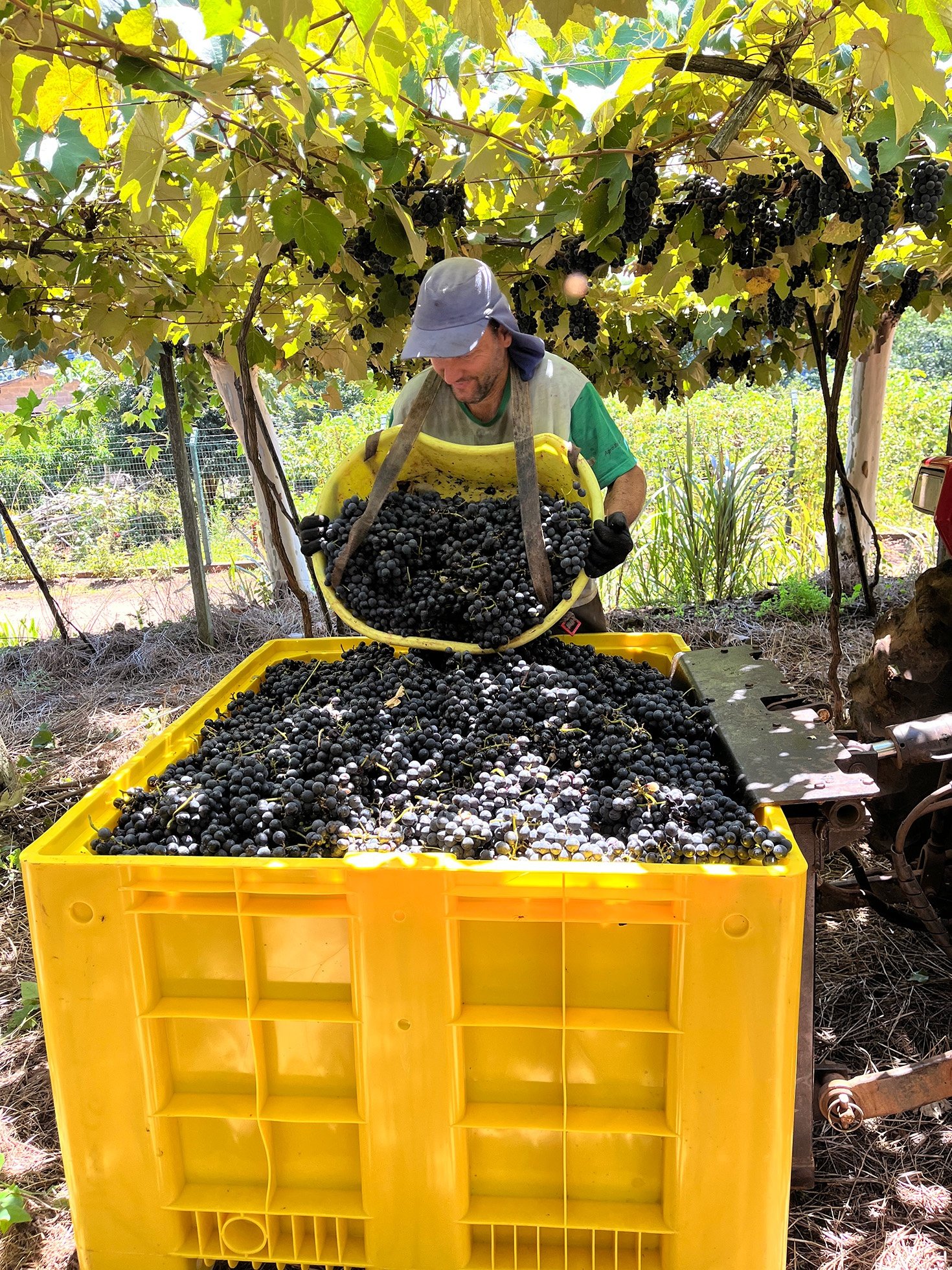 Aurora colhe 93 mi de kg de uva: maior safra em 95 anos