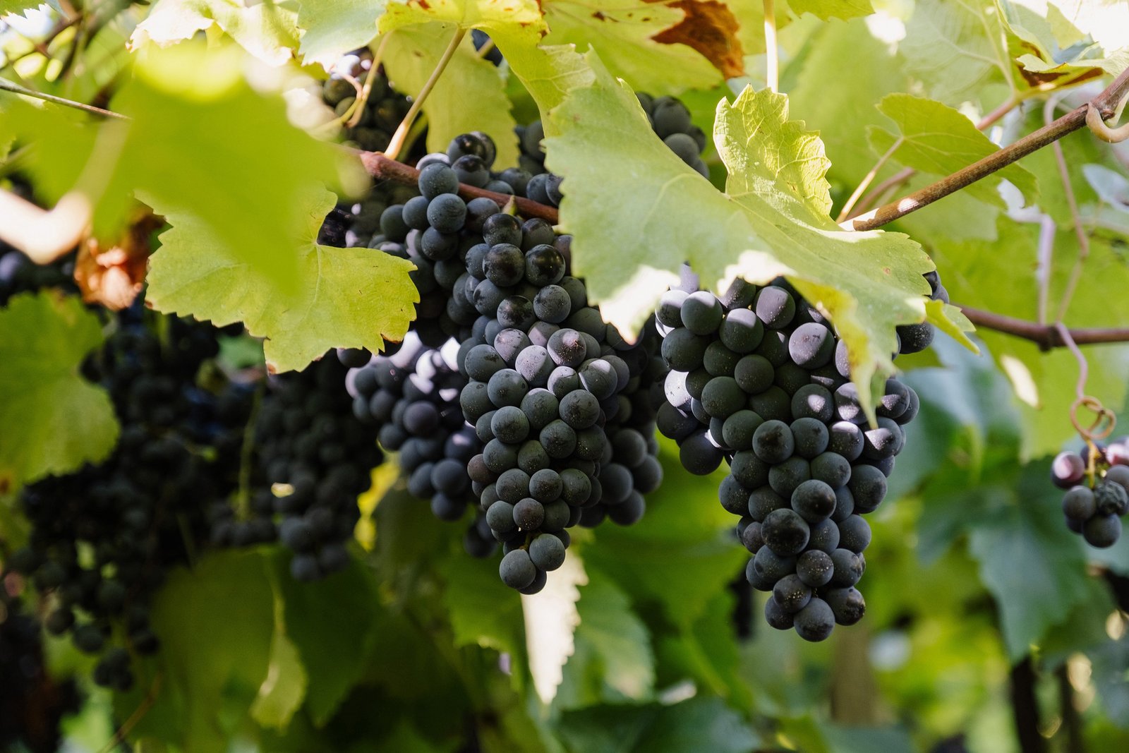 Aurora colhe 93 mi de kg de uva: maior safra em 95 anos