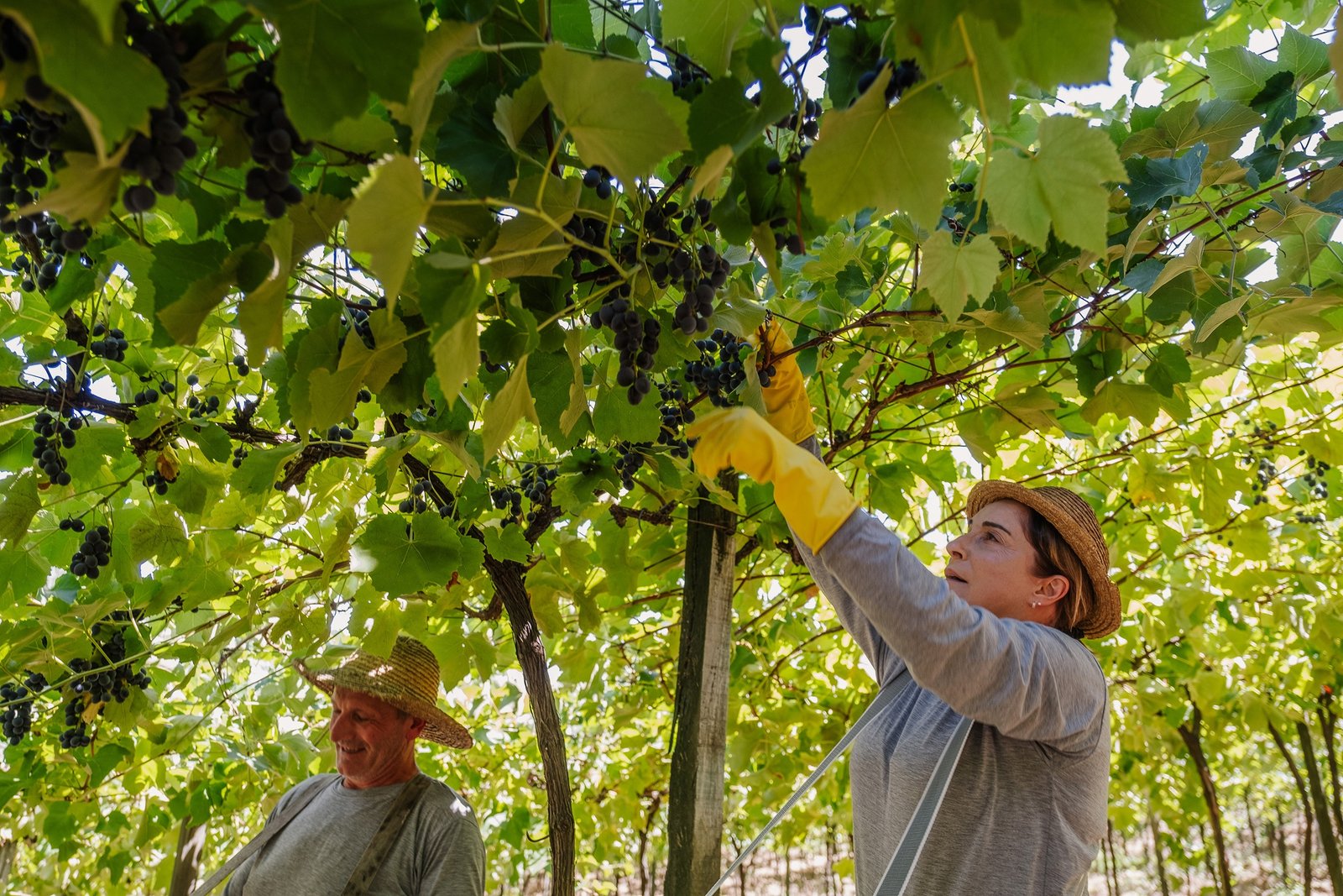 Aurora colhe 93 mi de kg de uva: maior safra em 95 anos