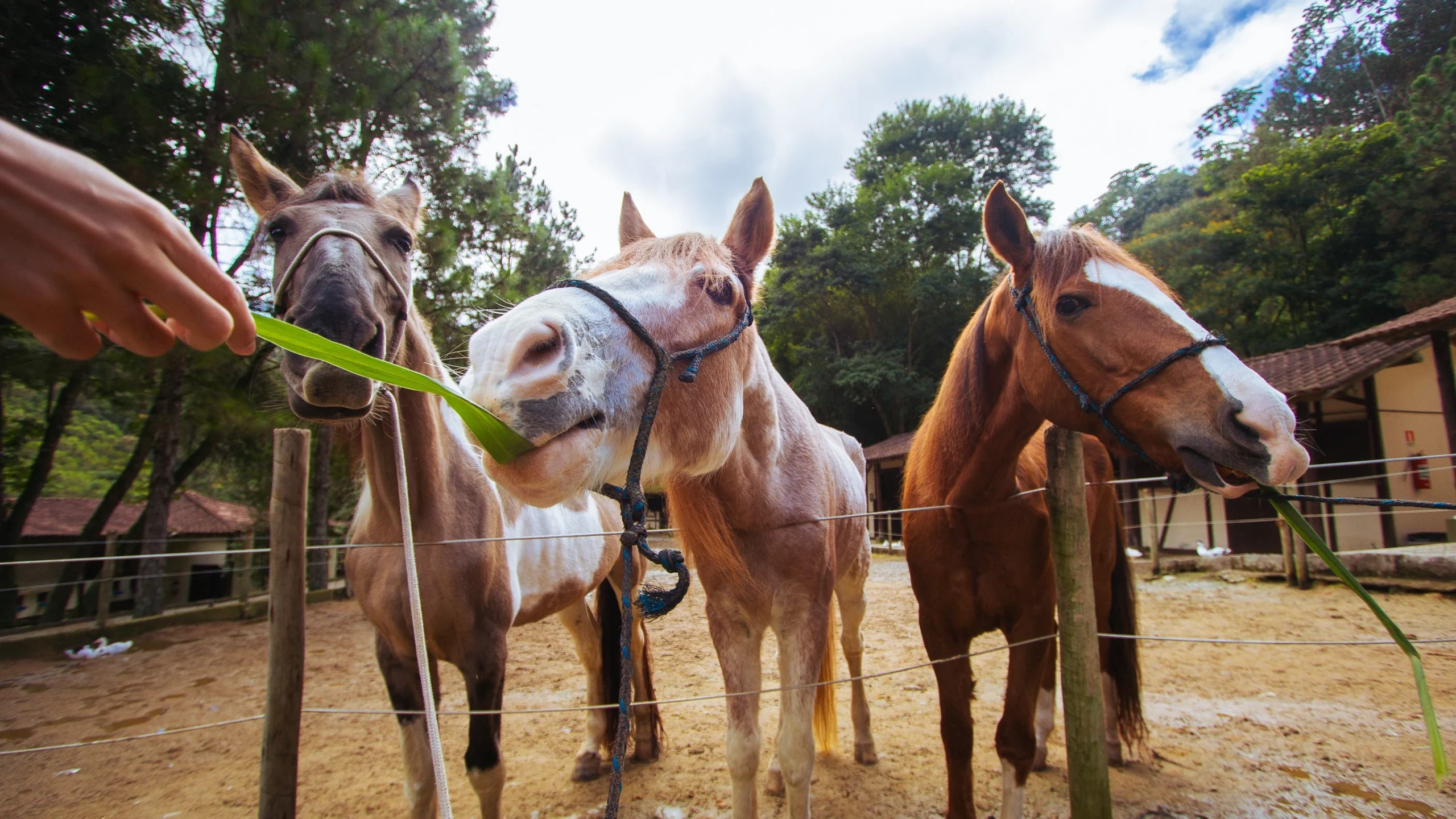 Le Canton lança open bar e happy hour na Fazenda Suíça