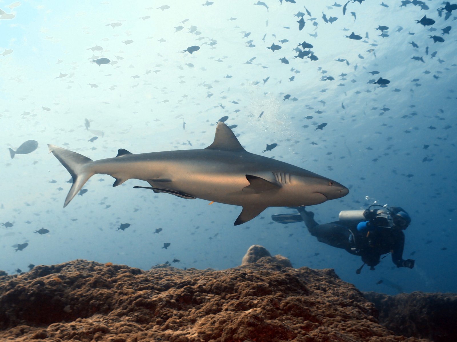 O paraíso do mergulho escondido no Atol Raa