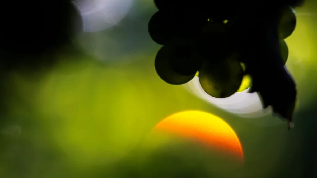 Safra 2026 da Casa Perini promete frescor e elegância