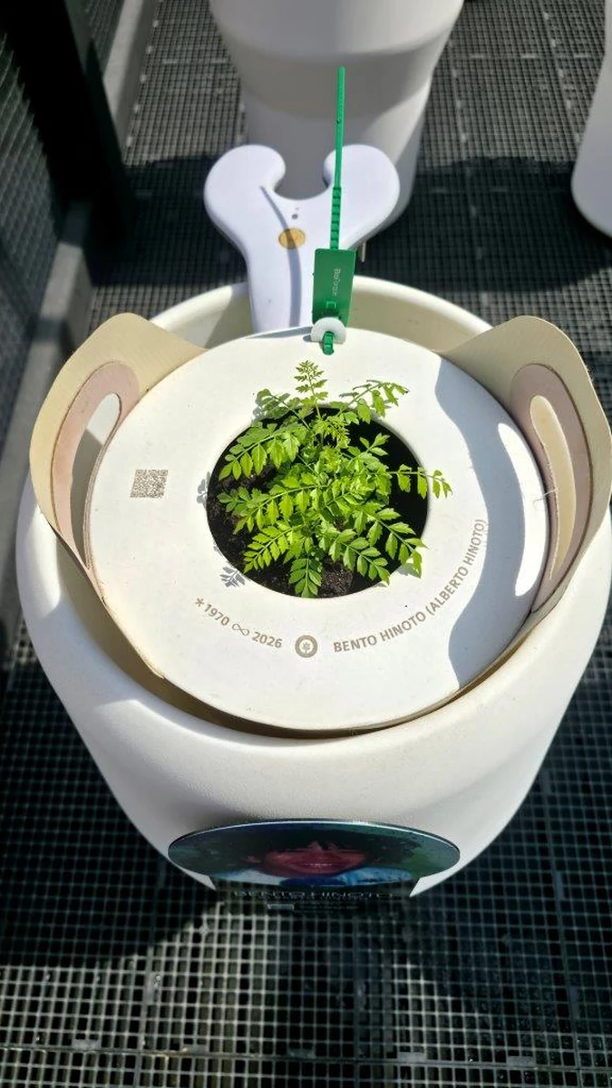 Sementes das cinzas dos Mamonas começam a germinar