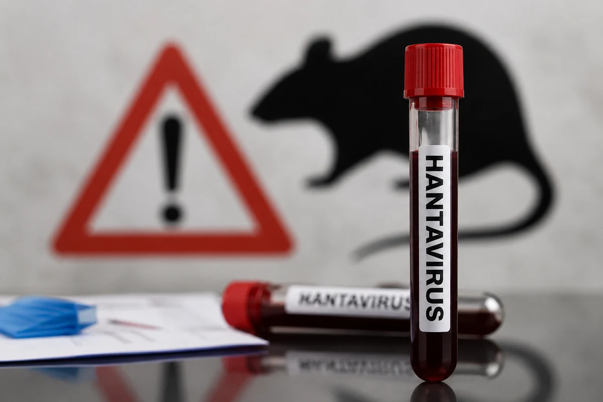 Hantavirose: a doença que mata em horas e não tem cura