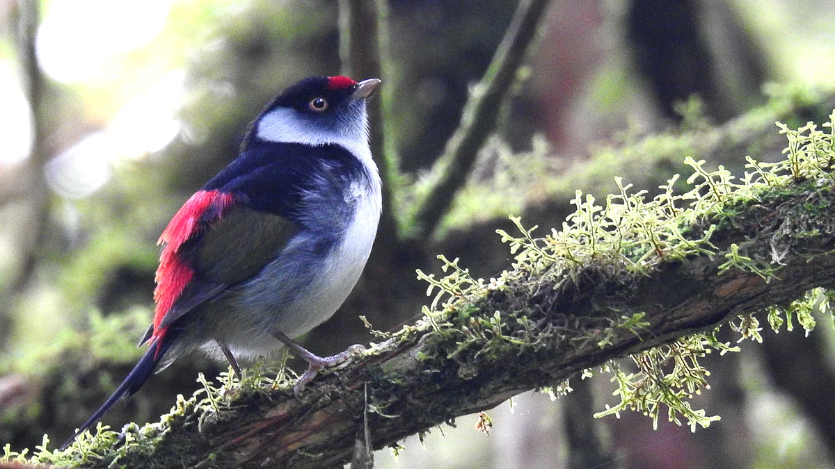 Morretes entra no mapa global da ciência das aves