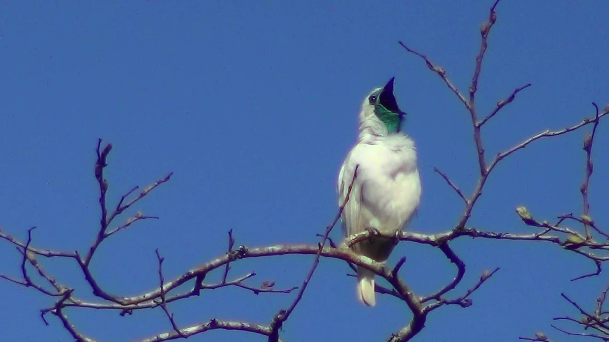 Morretes entra no mapa global da ciência das aves