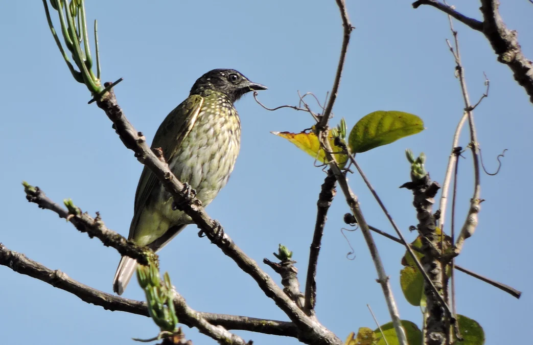 Morretes entra no mapa global da ciência das aves