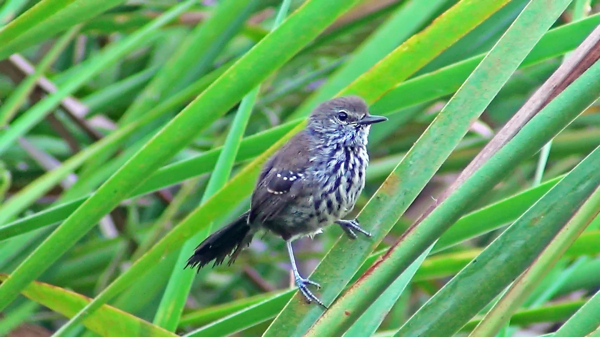 Morretes entra no mapa global da ciência das aves