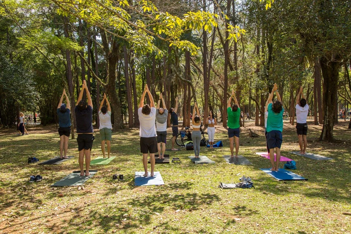 Yoga gratuito no Ibirapuera planta árvores no Pantanal