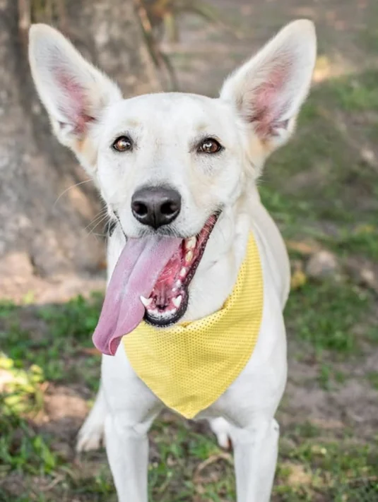Adoção de pets ocupa o Shopping Leblon no último fim de semana de junho