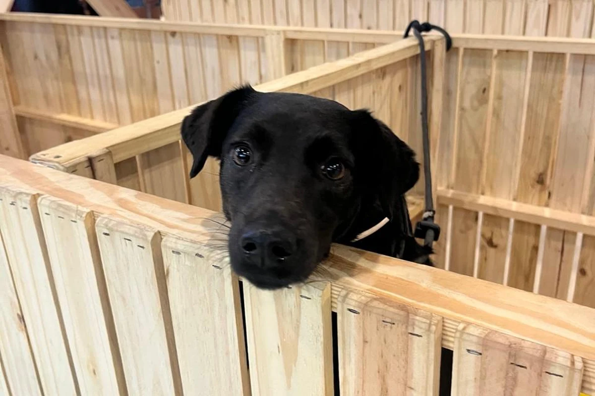 adote um amigo peludo campanha no bangu shopping traz caes e gatos para novo lar featured