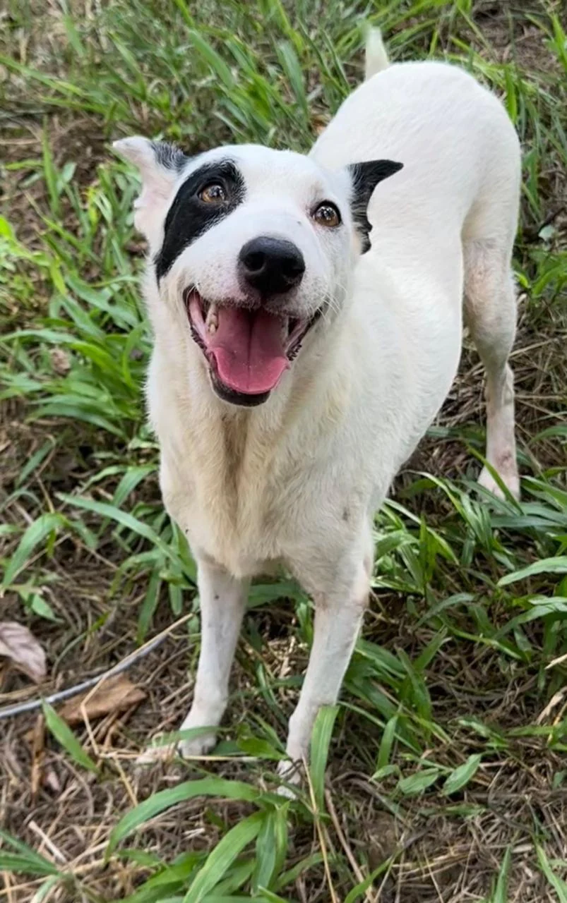 Adote um amigo peludo: campanha no Bangu Shopping traz cães e gatos para novo lar
