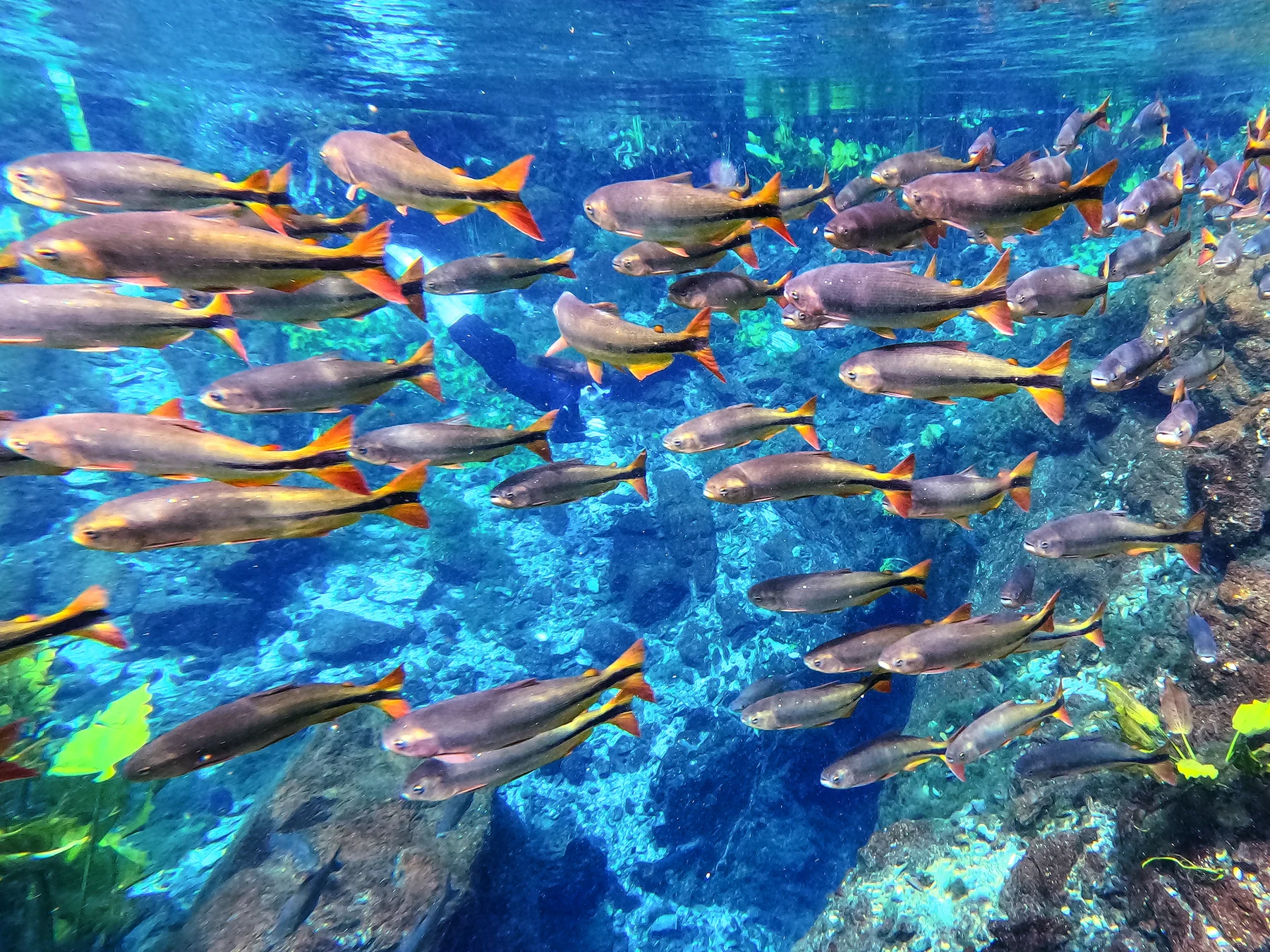 Bonito mistura natureza e grandes shows no Festival de Inverno