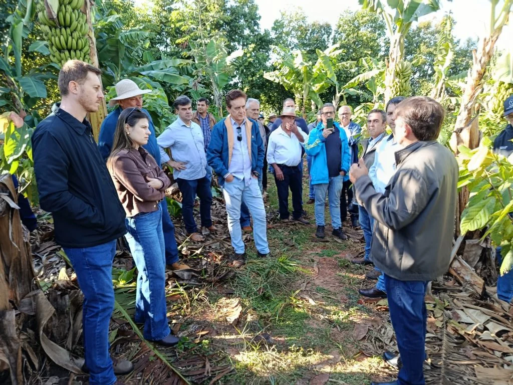 Cacau avança em SP e já transforma renda no campo com sistemas integrados