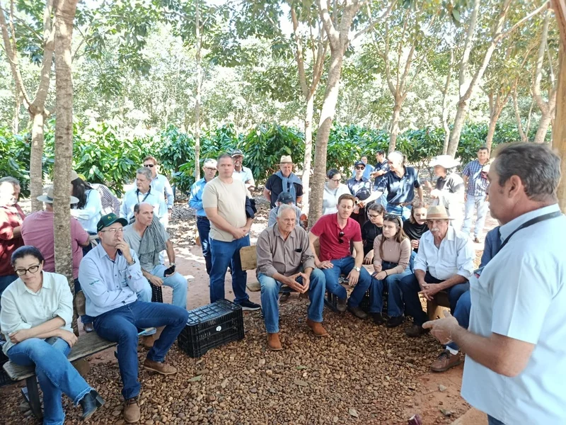 Cacau avança em SP e já transforma renda no campo com sistemas integrados