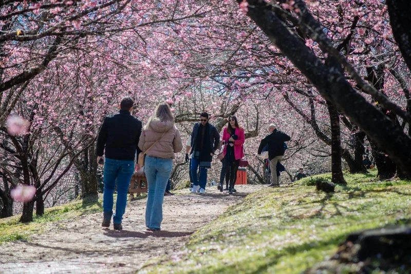 Campos do Jordão entra no clima da 55ª Festa da Cerejeira em Flor