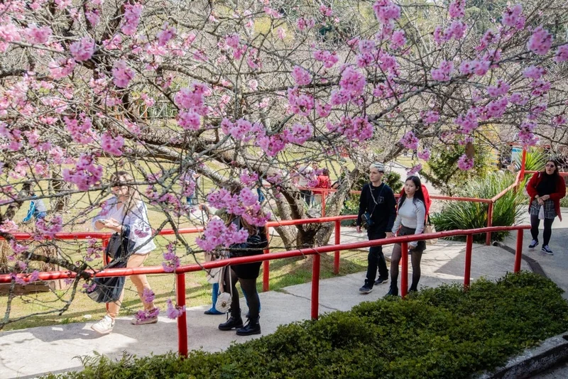 Campos do Jordão entra no clima da 55ª Festa da Cerejeira em Flor