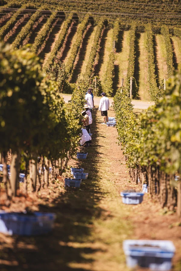 Curso da Miolo entra na reta final e oferece imersão completa no vinho