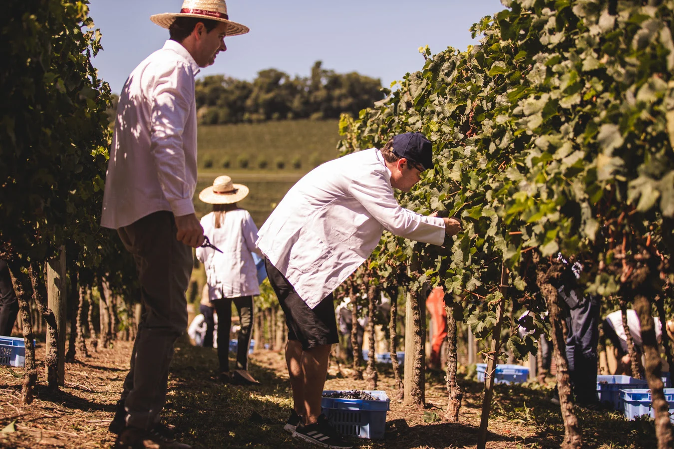 Curso da Miolo entra na reta final e oferece imersão completa no vinho
