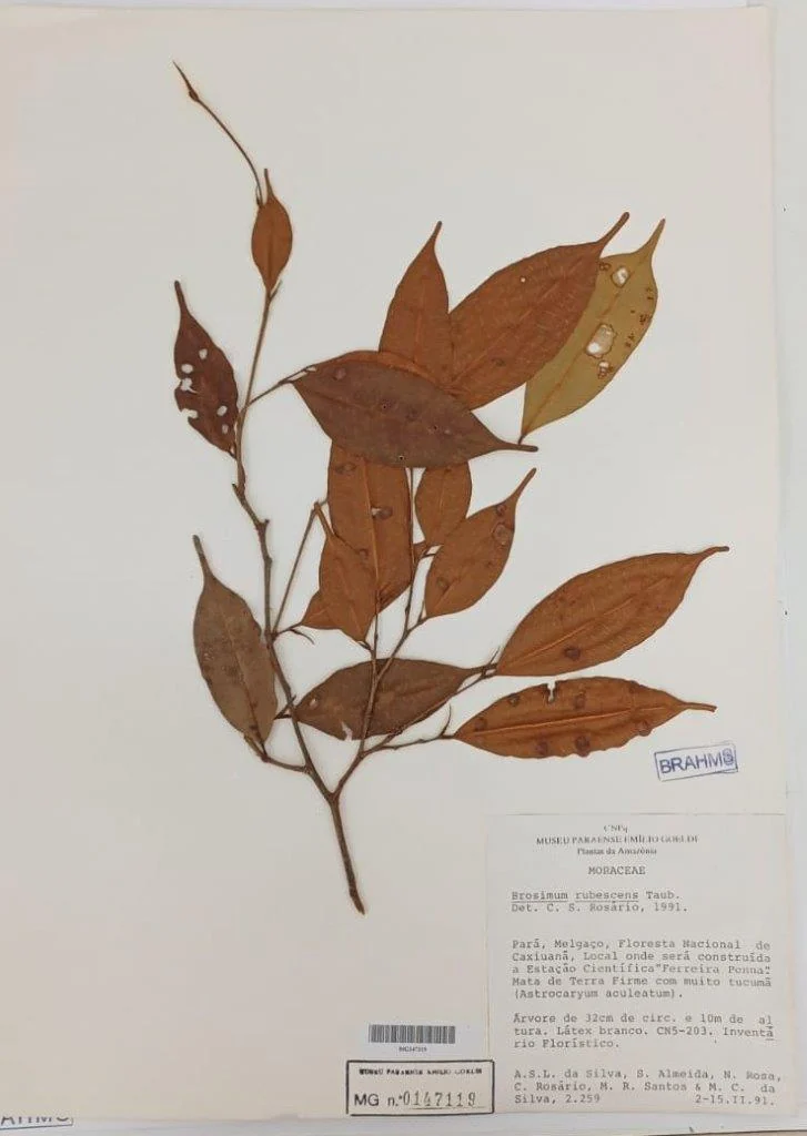 Exposição transforma museu em fluxo vivo de saberes sobre a Amazônia 9 Exposição transforma museu em fluxo vivo de saberes sobre a Amazônia