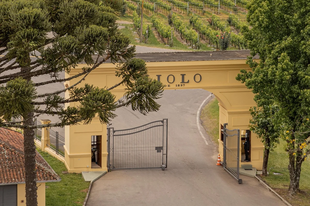 miolo amplia agenda nacional e leva vinho brasileiro a novos publicos featured