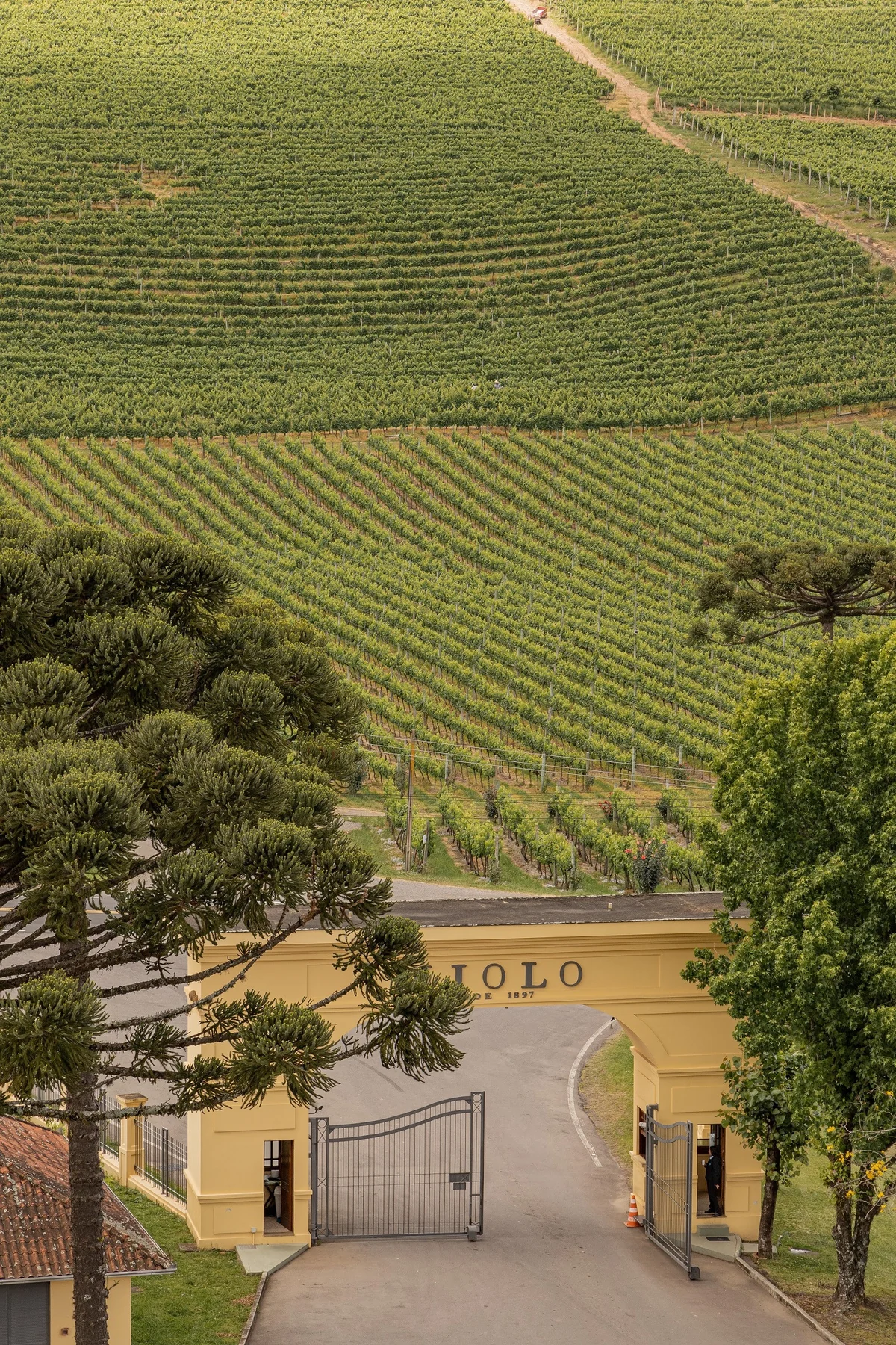 Miolo amplia agenda nacional e leva vinho brasileiro a novos públicos