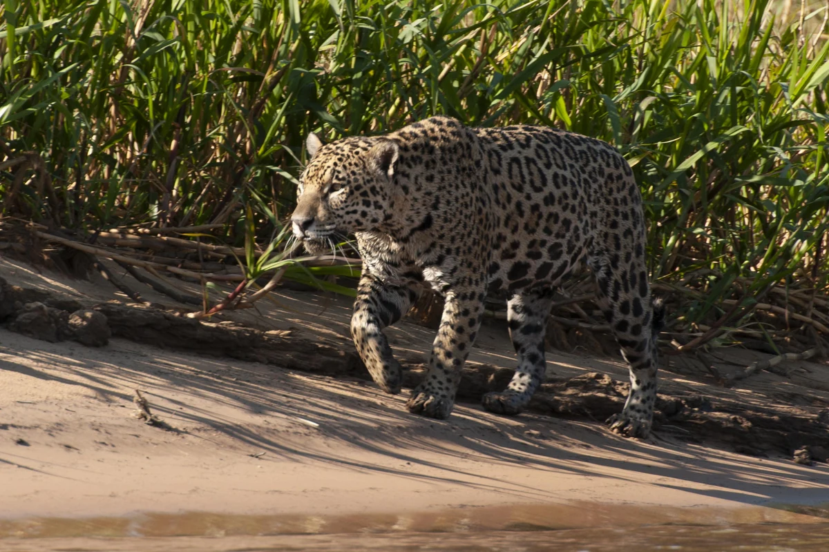 pantanal transforma ferias de julho em aula viva para criancas featured