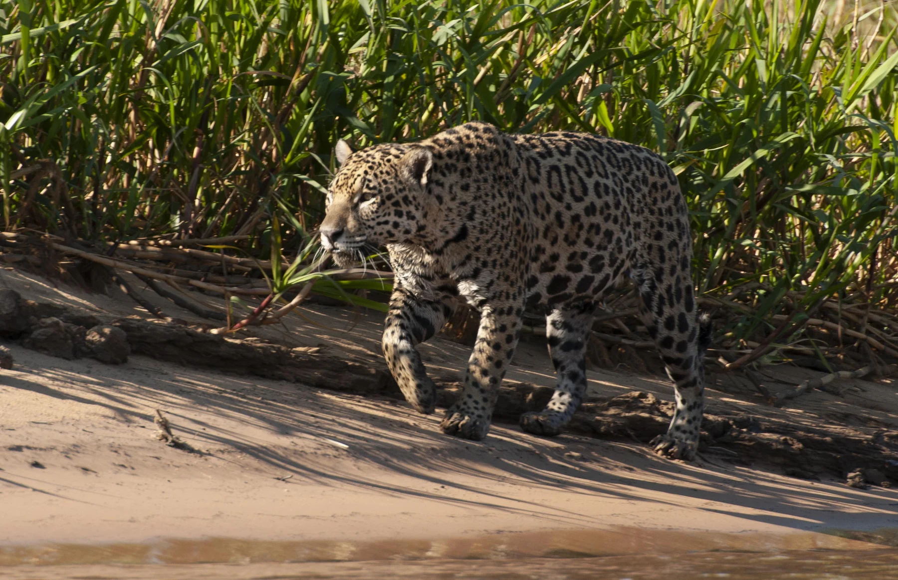 Pantanal transforma férias de julho em aula viva para crianças