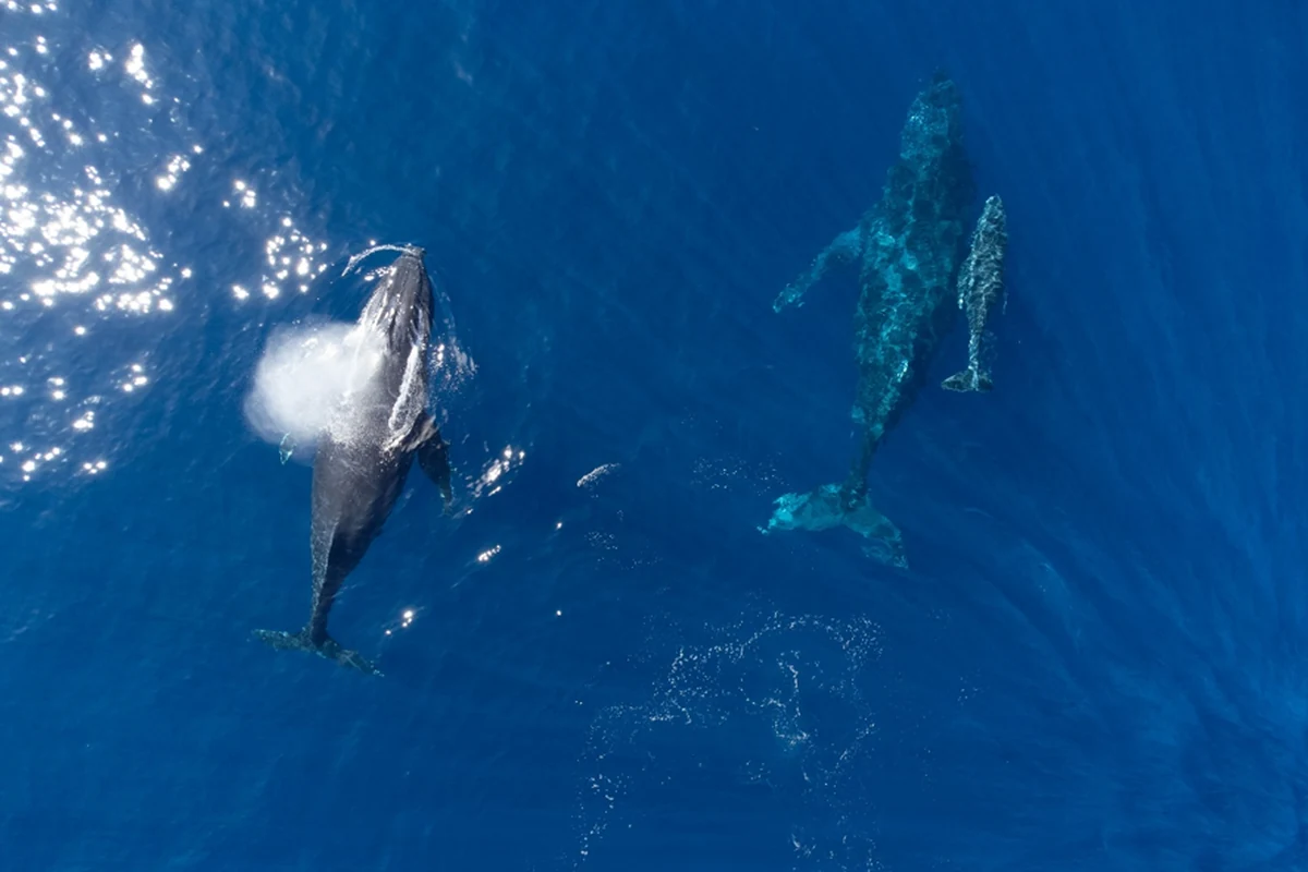 temporada de jubartes transforma ilheus em polo de ecoturismo featured