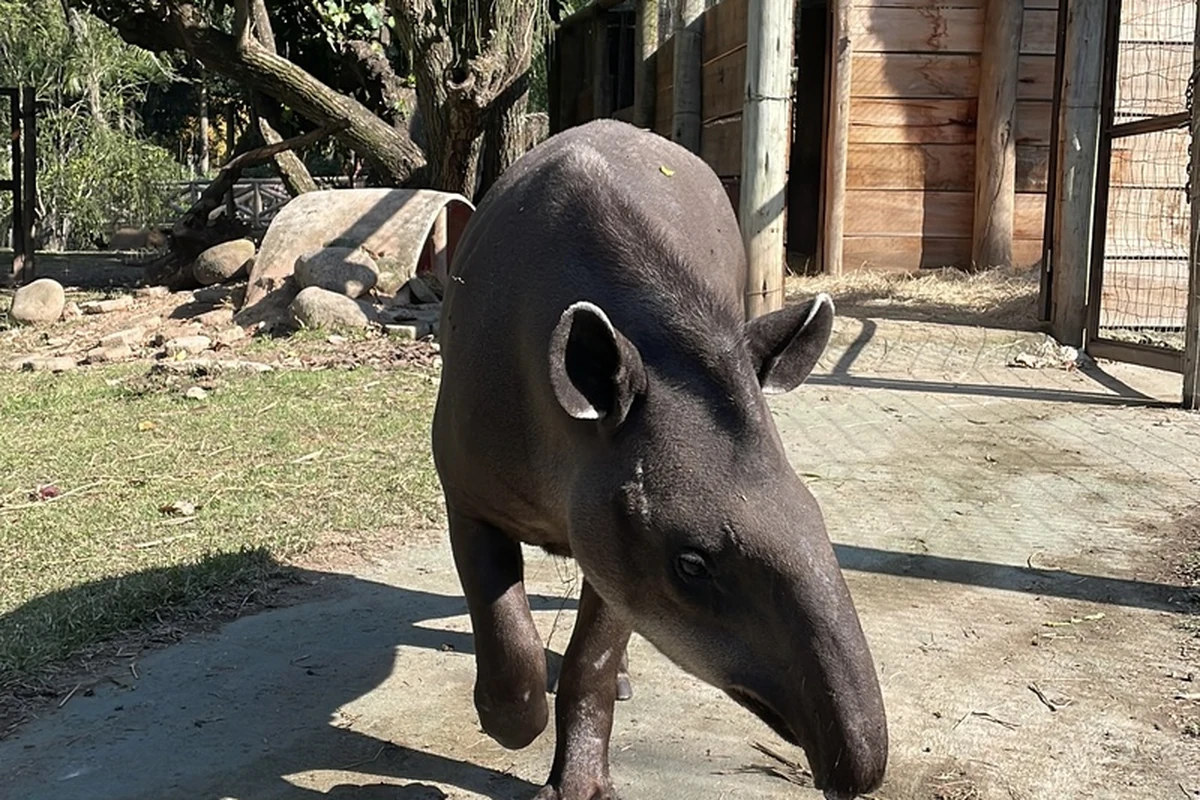 Antônio: anta ganha nome e vira nova atração no BioParque antonio anta ganha nome e vira nova atracao no bioparque featured