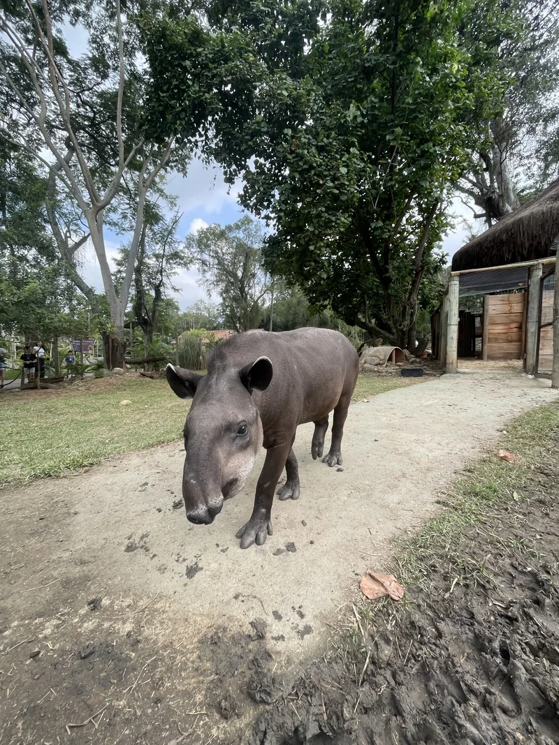Antônio: anta ganha nome e vira nova atração no BioParque 1 Antônio: anta ganha nome e vira nova atração no BioParque