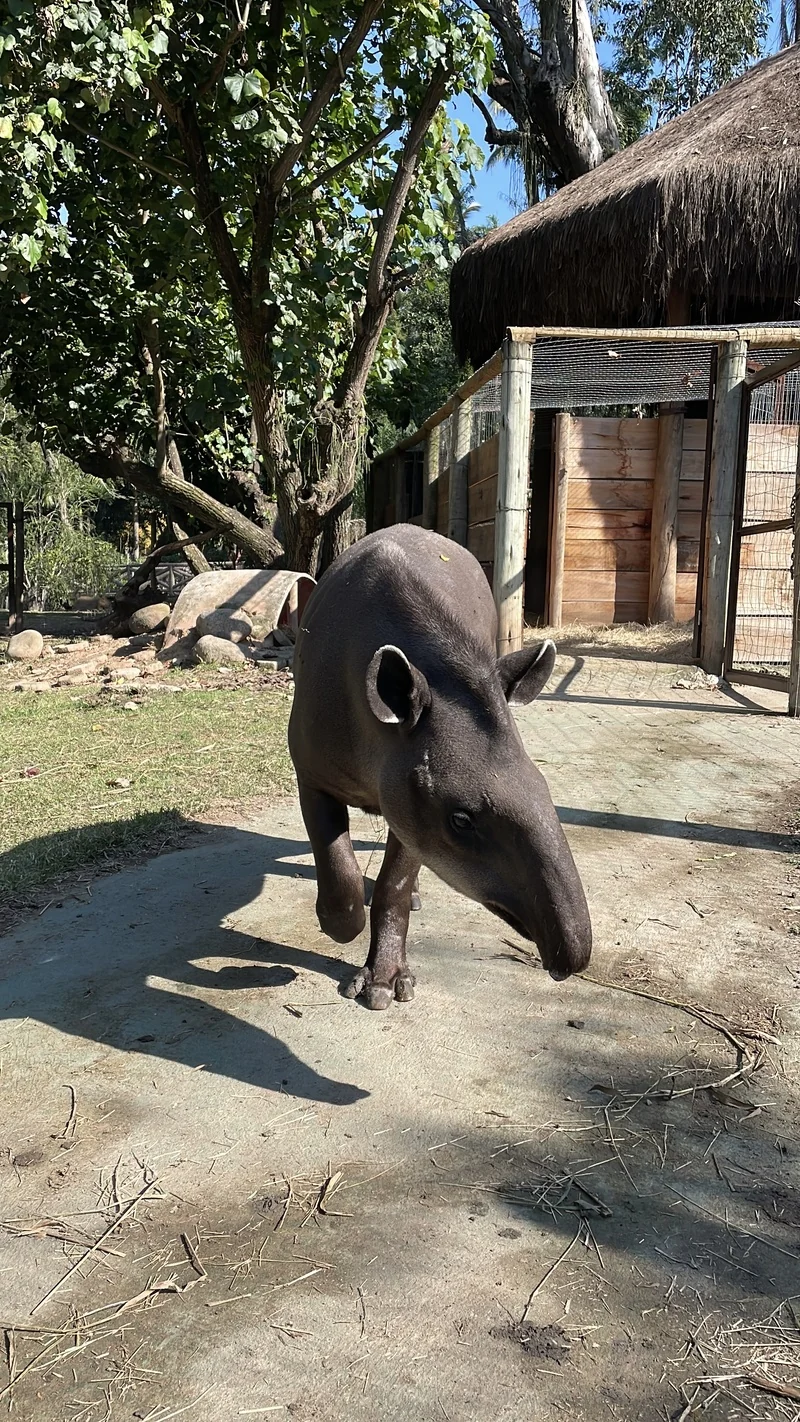 Antônio: anta ganha nome e vira nova atração no BioParque 2 Antônio: anta ganha nome e vira nova atração no BioParque