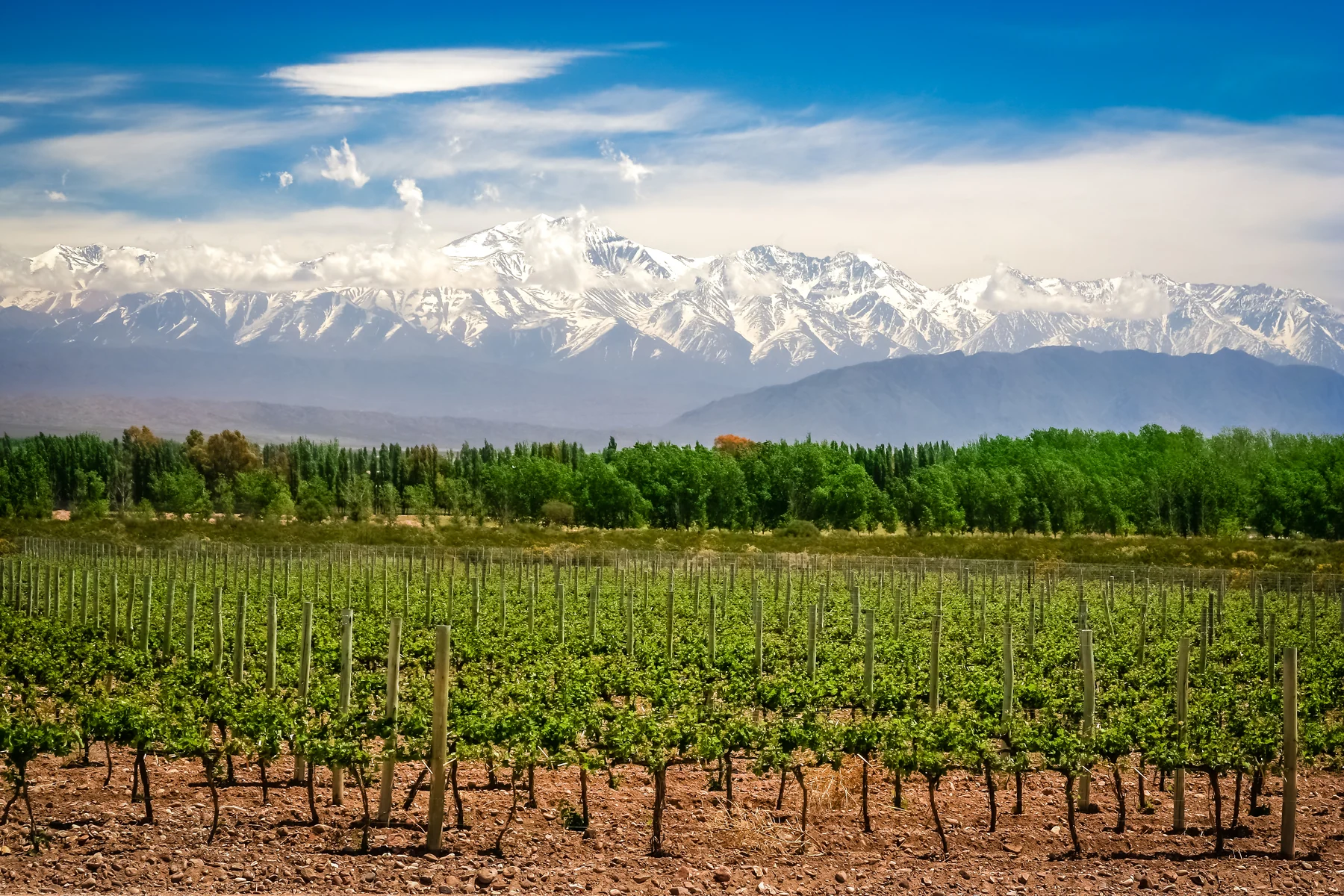 Chile ou Argentina: o que muda no perfil dos vinhos tintos 1 Chile ou Argentina: o que muda no perfil dos vinhos tintos