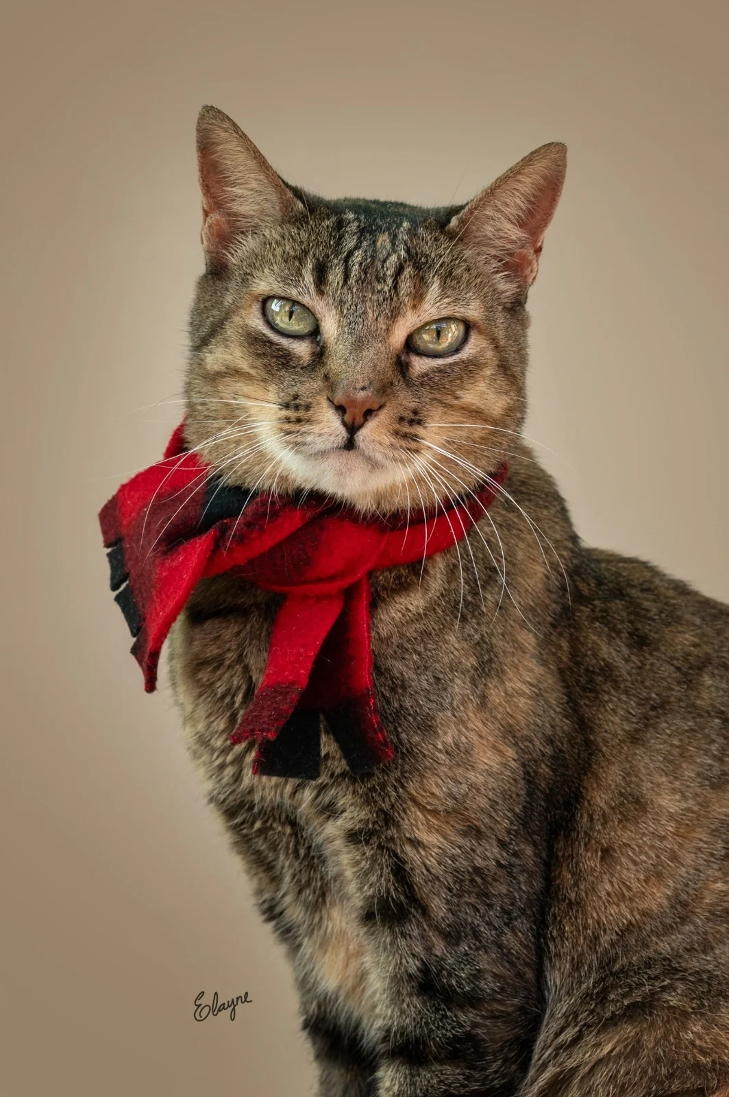 Exposição na Paulista dá rosto a pets à espera de adoção