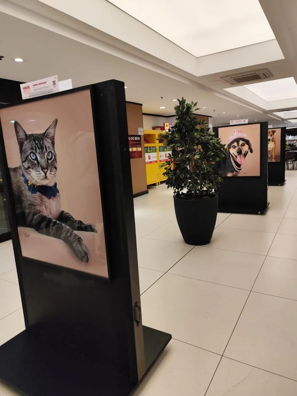 Exposição na Paulista dá rosto a pets à espera de adoção