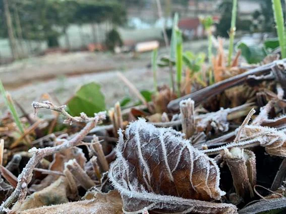 Monte Verde tem -0,3ºC e geada transforma paisagens 3 Monte Verde tem -0,3ºC e geada transforma paisagens