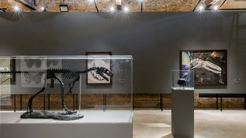 Museu Nacional abre bastidores e memória em duas exposições 1 Museu Nacional abre bastidores e memória em duas exposições