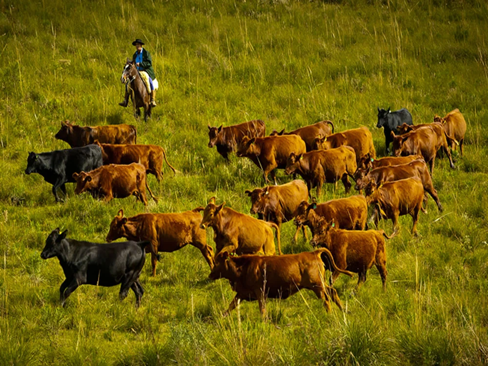 5 tradições que seguem vivas em uma fazenda da Serra Catarinense