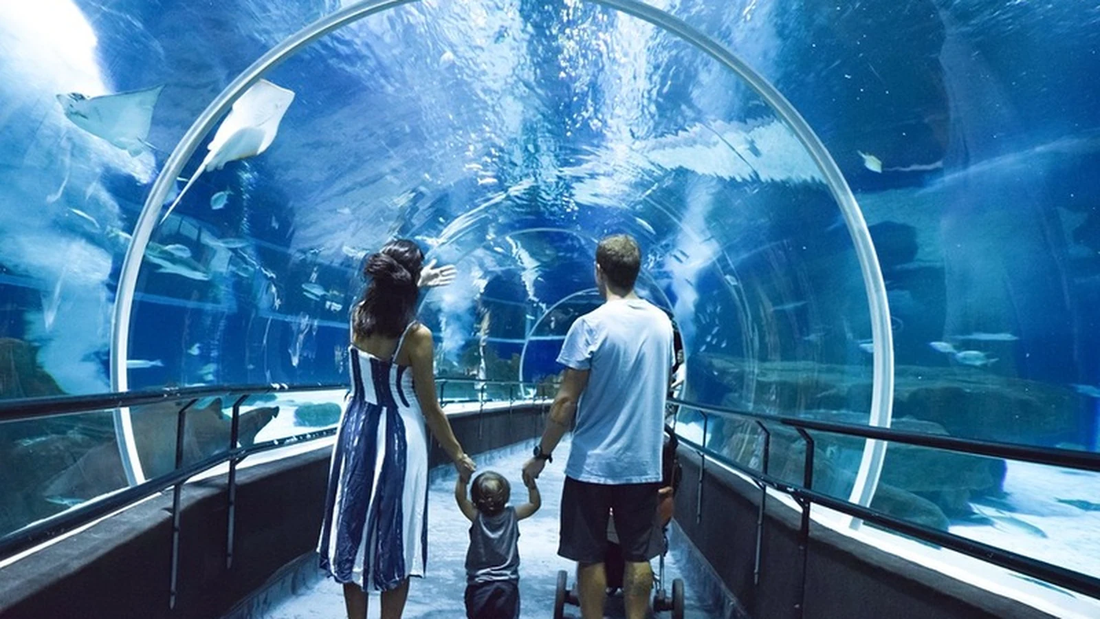 aquario reune quatro atracoes e cria roteiro completo na zona portuaria featured