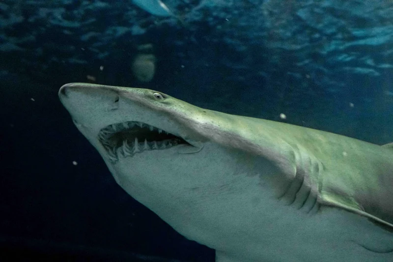 AquaRio reúne quatro atrações e cria roteiro completo na Zona Portuária