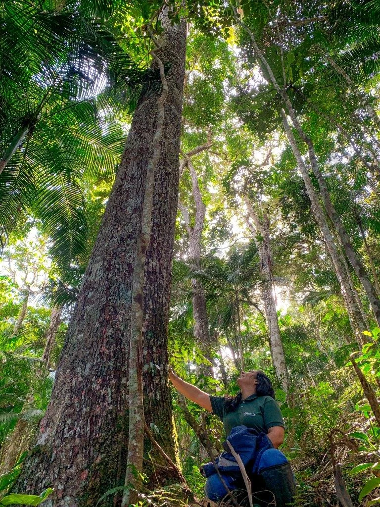 Banhos de floresta e refúgio serrano redefinem viagens no Espírito Santo