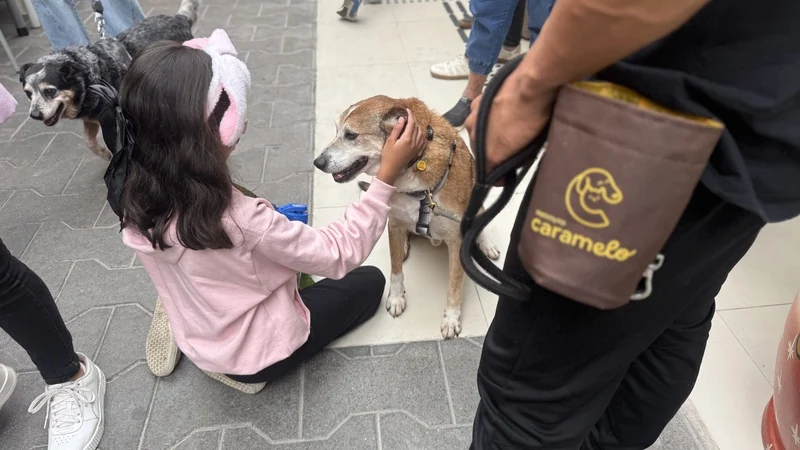 Cães resgatados levam afeto a pessoas com deficiência visual em SP