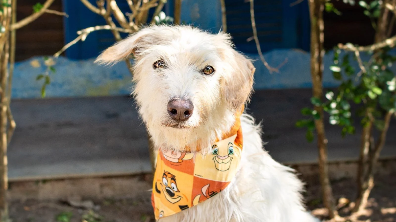 campanha de adocao no recreio une caes e gatos a novas familias featured