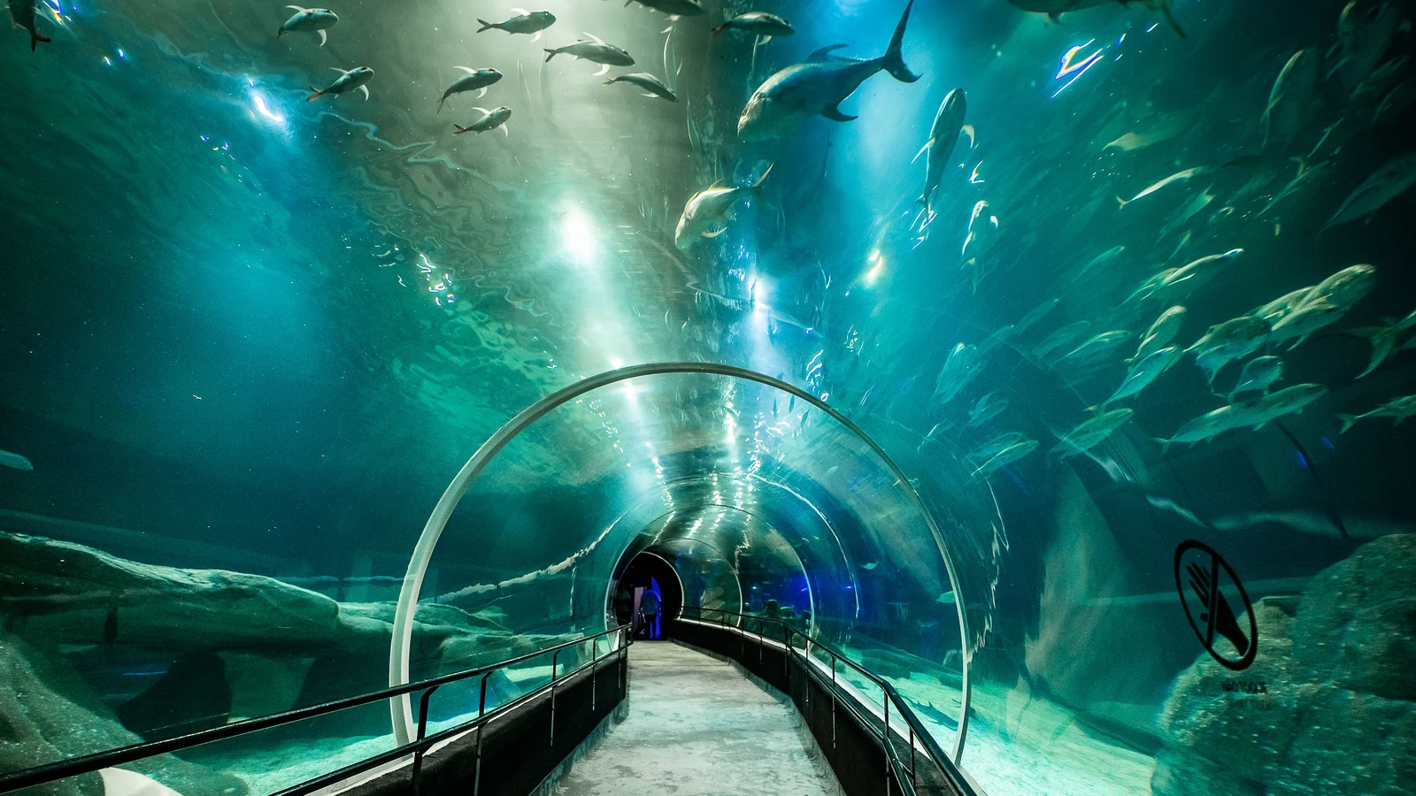como a cultura oceanica entra no curriculo de escolas publicas e privadas featured