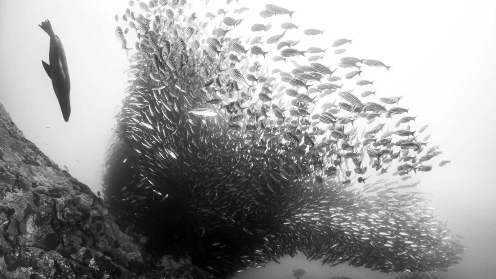 fabi fregonesi trocou a publicidade pela fotografia subaquatica featured
