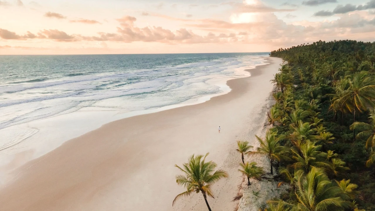 feriado de 7 de setembro tem baleias jubarte com 97 de chance de avistamento na bahia featured