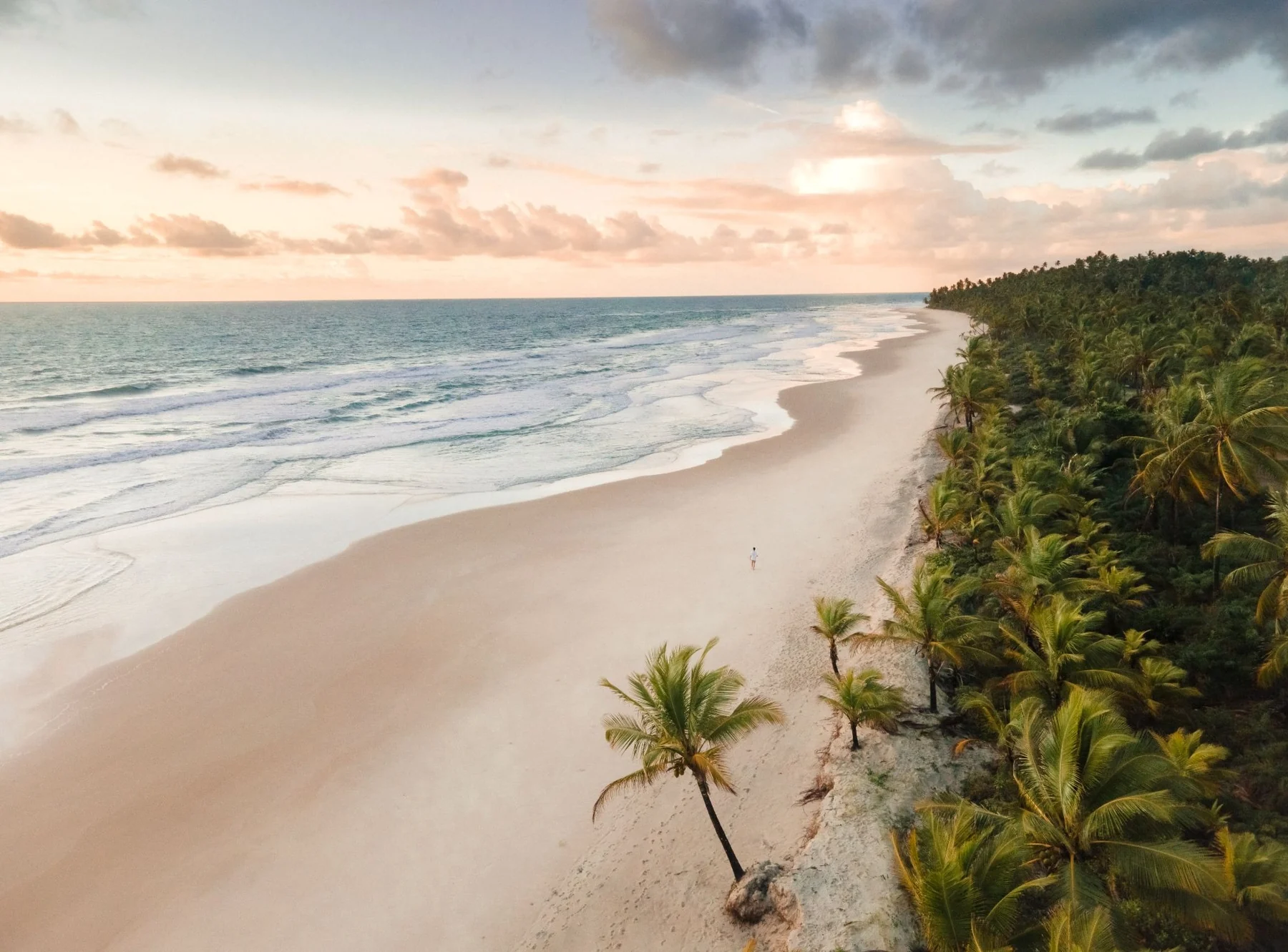 Feriado de 7 de Setembro tem baleias-jubarte com 97% de chance de avistamento na Bahia