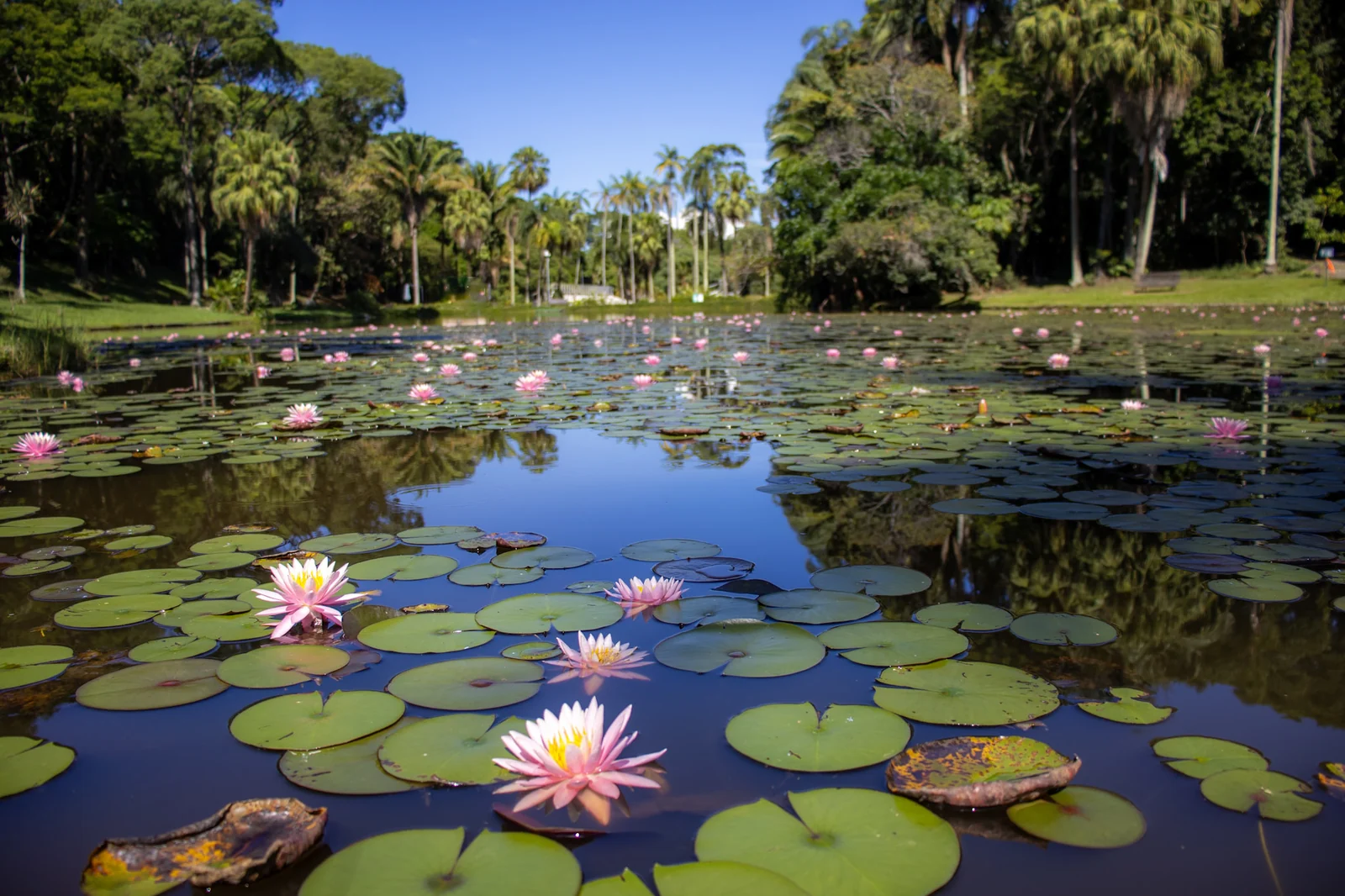 Jardim Botânico de SP terá entrada grátis nesta quarta-feira 2 Jardim Botânico de SP terá entrada grátis nesta quarta-feira
